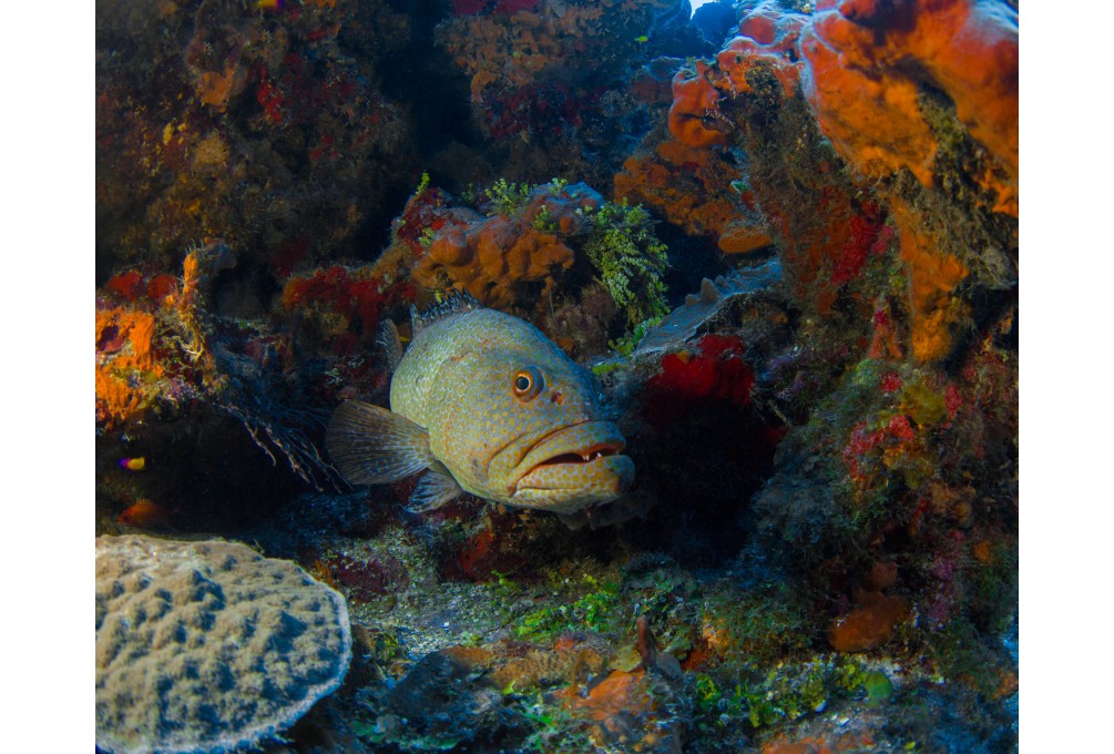 Coral Encounters