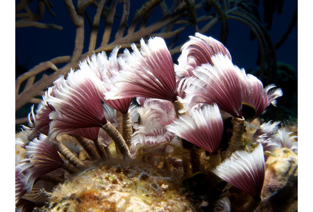 Coral Encounters