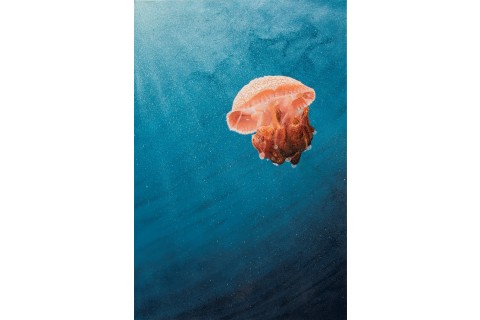 The Sunbeam Jellyfish