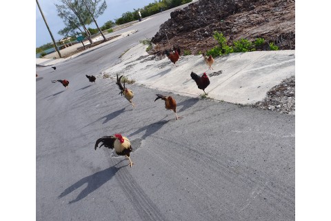 Chicken Gang, March 2020