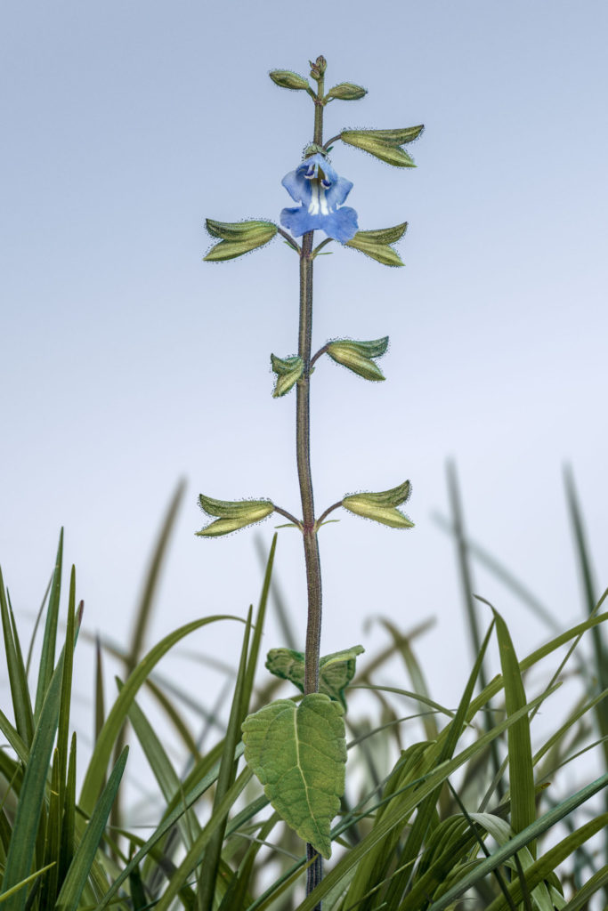 Bill Ferehawk and David Hartwell - Femme Fatale, Salvia (Salvia caymanensis)