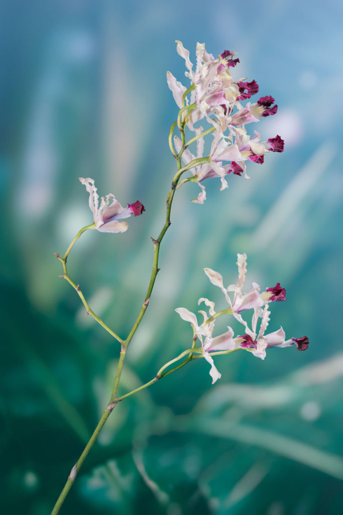 Bill Ferehawk and David Hartwell - Still Life with Orchid I, Banana Orchid (Myrmecophila thomsoniana)