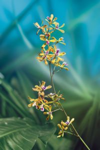 Bill Ferehawk and David Hartwell - Still Life with Orchid II, King’s Orchid (Encyclia kingsii)