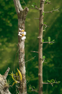 Bill Ferehawk and David Hartwell - Still Life with Orchid III, Orchid (Tolumnia variegata)