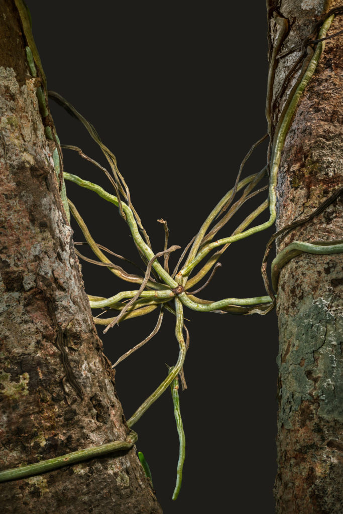 David Hartwell and Bill Ferehawk - Medusa, Ghost Orchid (Dendrophylax fawcettii)