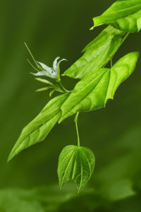 David Hartwell and Bill Ferehawk - Peace Offering, Bulhoof (Bauhinia divaricata)