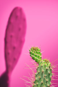 David Hartwell and Bill Ferehawk - The Wisdom of Elders, Cactus (Opuntia dillenii)