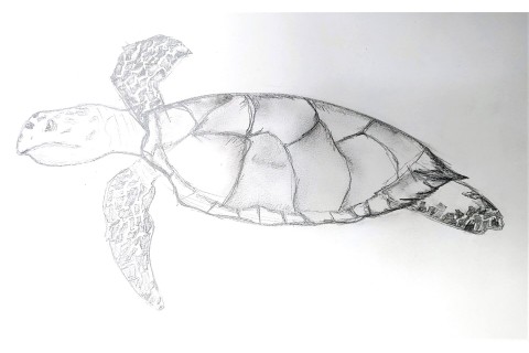 Sea Turtle