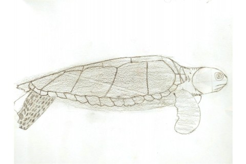 Sea Turtle