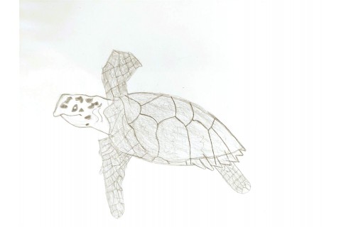 Hawksbill Turtle