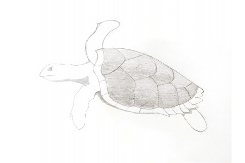 Hawksbill Turtle