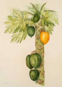 Lorna Griggs - Papayas, c.1980