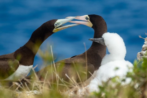 Bryony Dixon – Brown Booby Birds Nesting, 2021