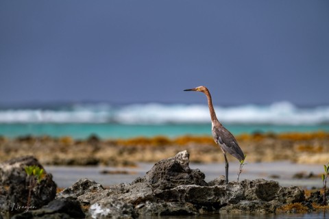 Niranjan Nagaraja – Owen’s Egret, 2021