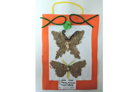 Xemar Frank – Cayman Butterfly