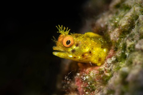 Ben Phillips – Hiding Blenny, 2019