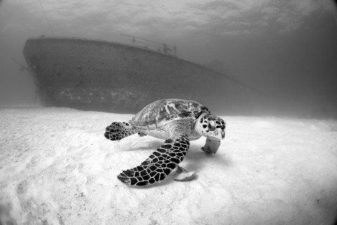 Natalia Martin de Pablos – Turtle at Captain Keith Tibbetts Wreck, 2015