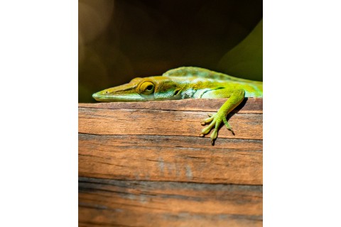 Sebastien Nehme – Little Cayman Green Anole, 2021